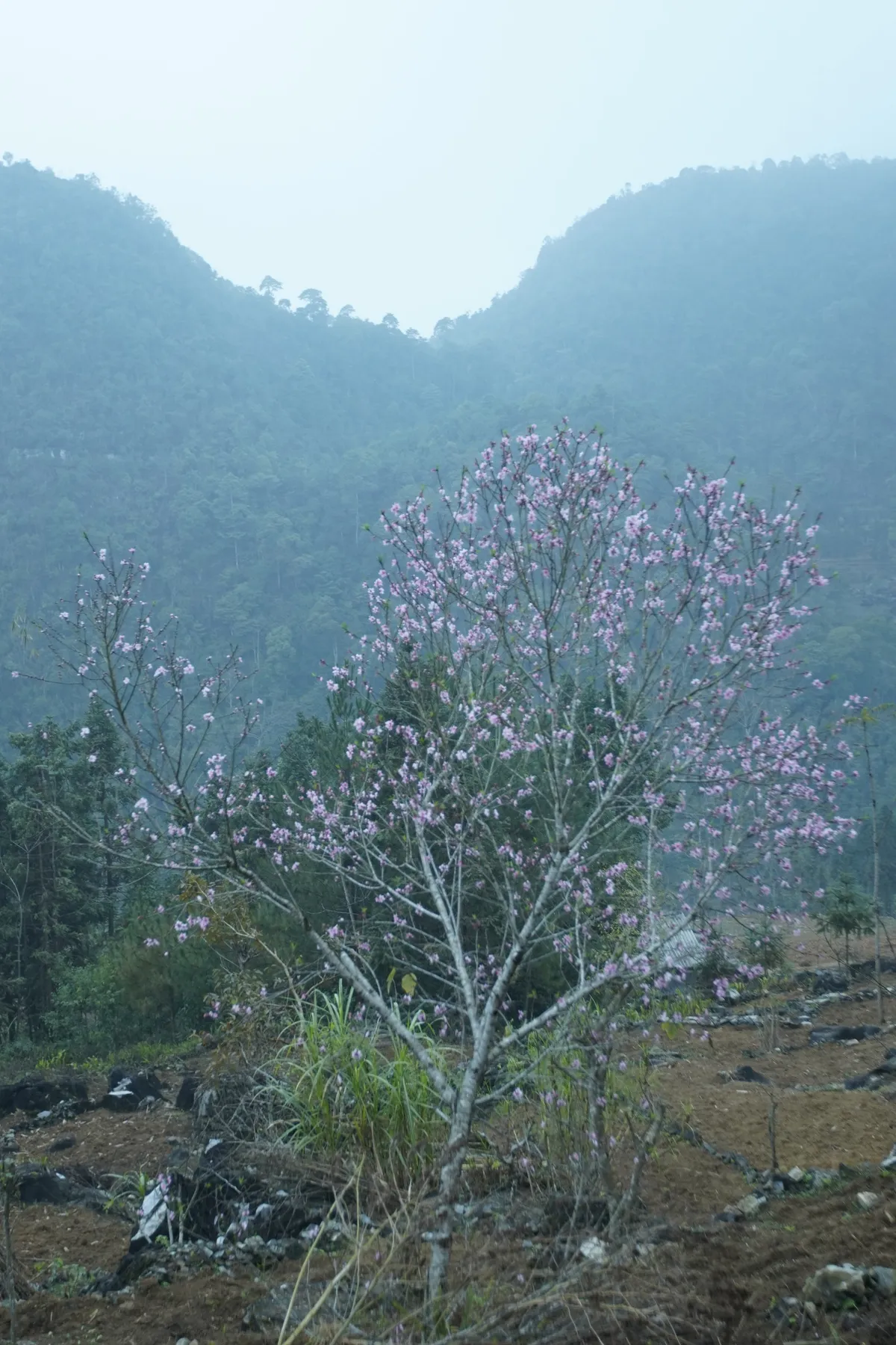 Hoa đào trong ngày Tết Nguyên Đán - Ảnh 6.