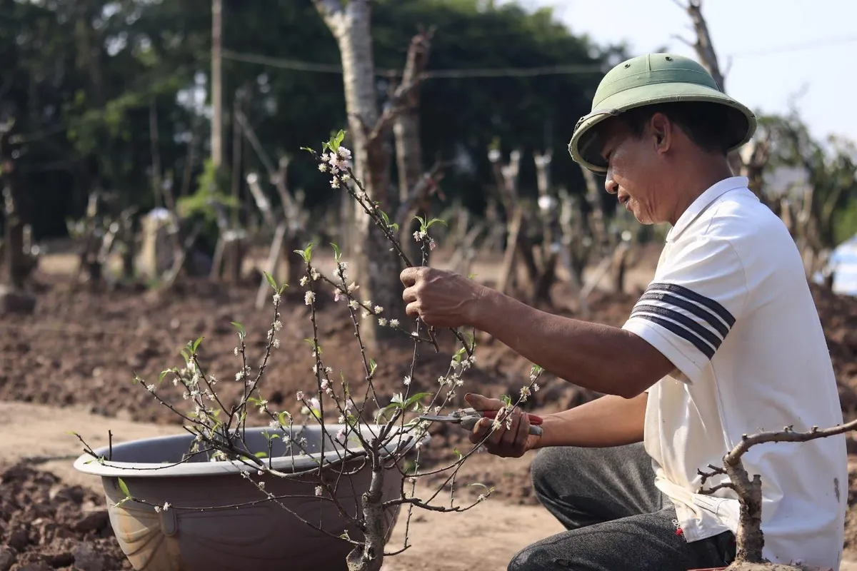 Thái Bình: Nhộn nhịp dịch vụ ký gửi đào sau Tết - Ảnh 5.