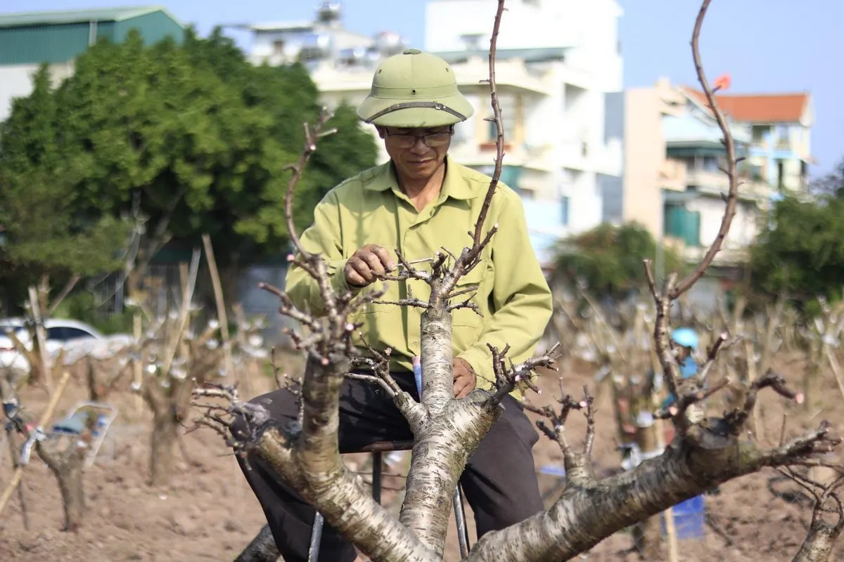 Thái Bình: Nhộn nhịp dịch vụ ký gửi đào sau Tết - Ảnh 2.