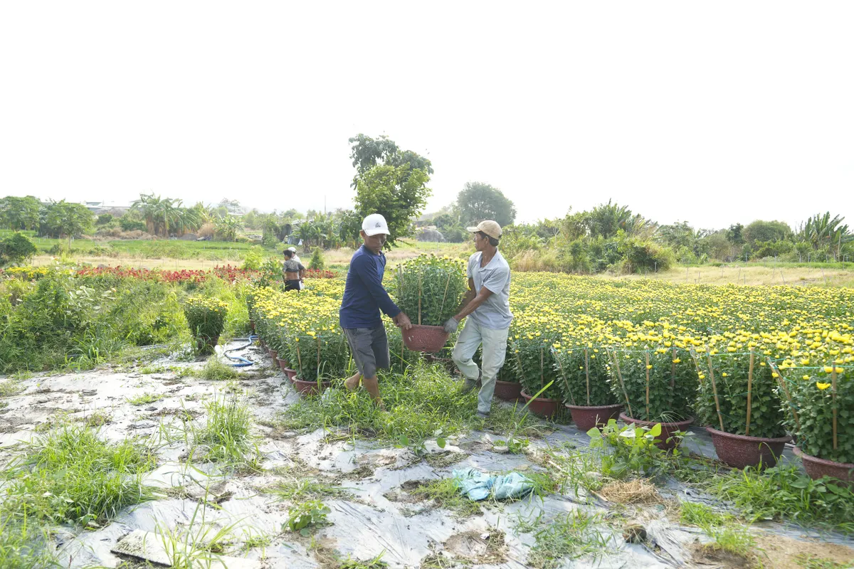 Bà Rịa - Vũng Tàu: Nhà vườn tất bật thu hoạch hoa bán Tết - Ảnh 1.