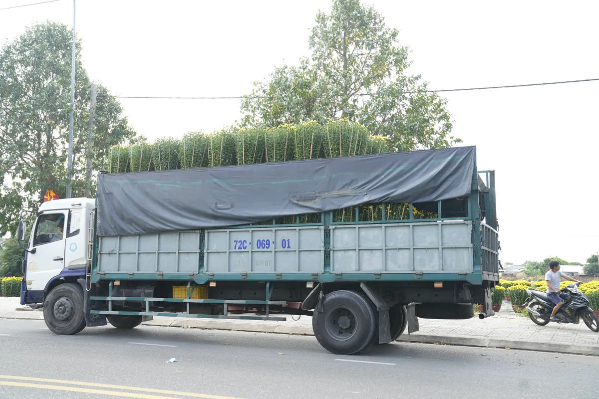 Bà Rịa - Vũng Tàu: Nhà vườn tất bật thu hoạch hoa bán Tết - Ảnh 16.