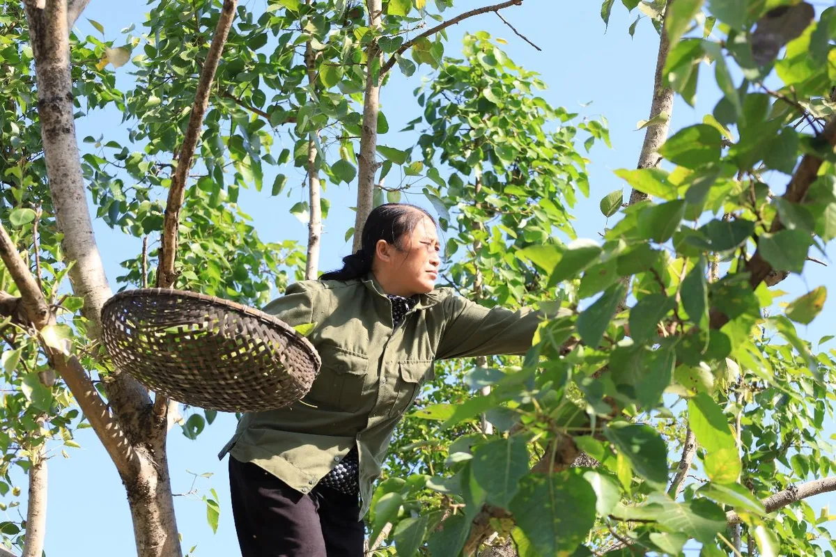 Độc đáo các sản phẩm từ tranh lá bồ đề - Ảnh 2.