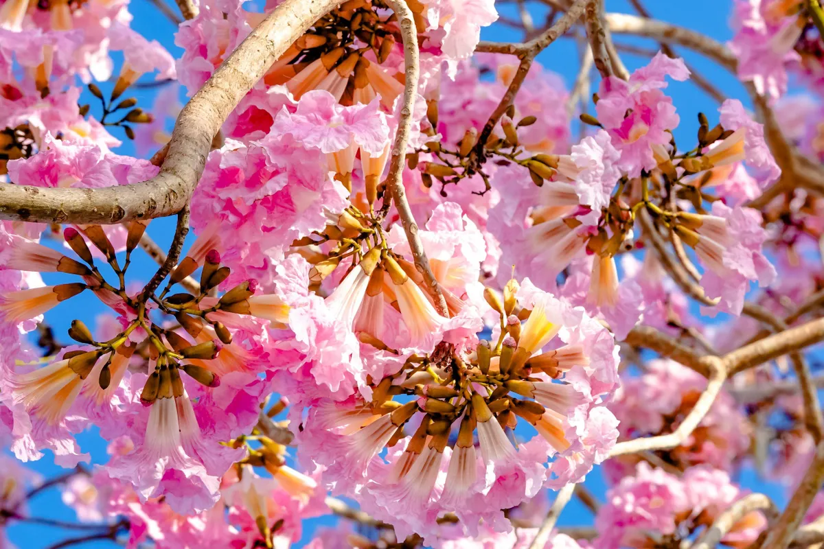 H&uacute;t hồn với vẻ đẹp của đường hoa k&egrave;n hồng đẹp nhất miền T&acirc;y - Ảnh 4.