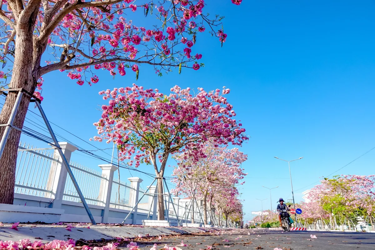 H&uacute;t hồn với vẻ đẹp của đường hoa k&egrave;n hồng đẹp nhất miền T&acirc;y - Ảnh 5.