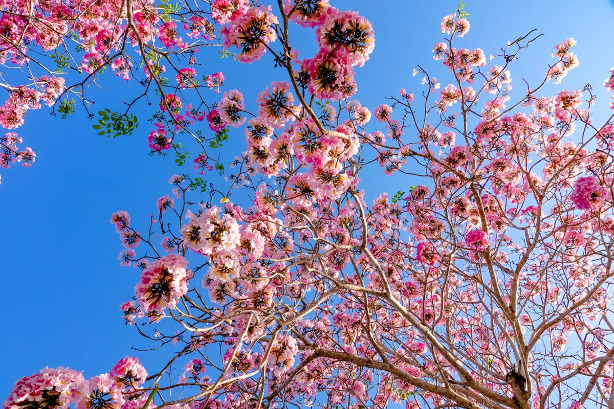 H&uacute;t hồn với vẻ đẹp của đường hoa k&egrave;n hồng đẹp nhất miền T&acirc;y - Ảnh 6.