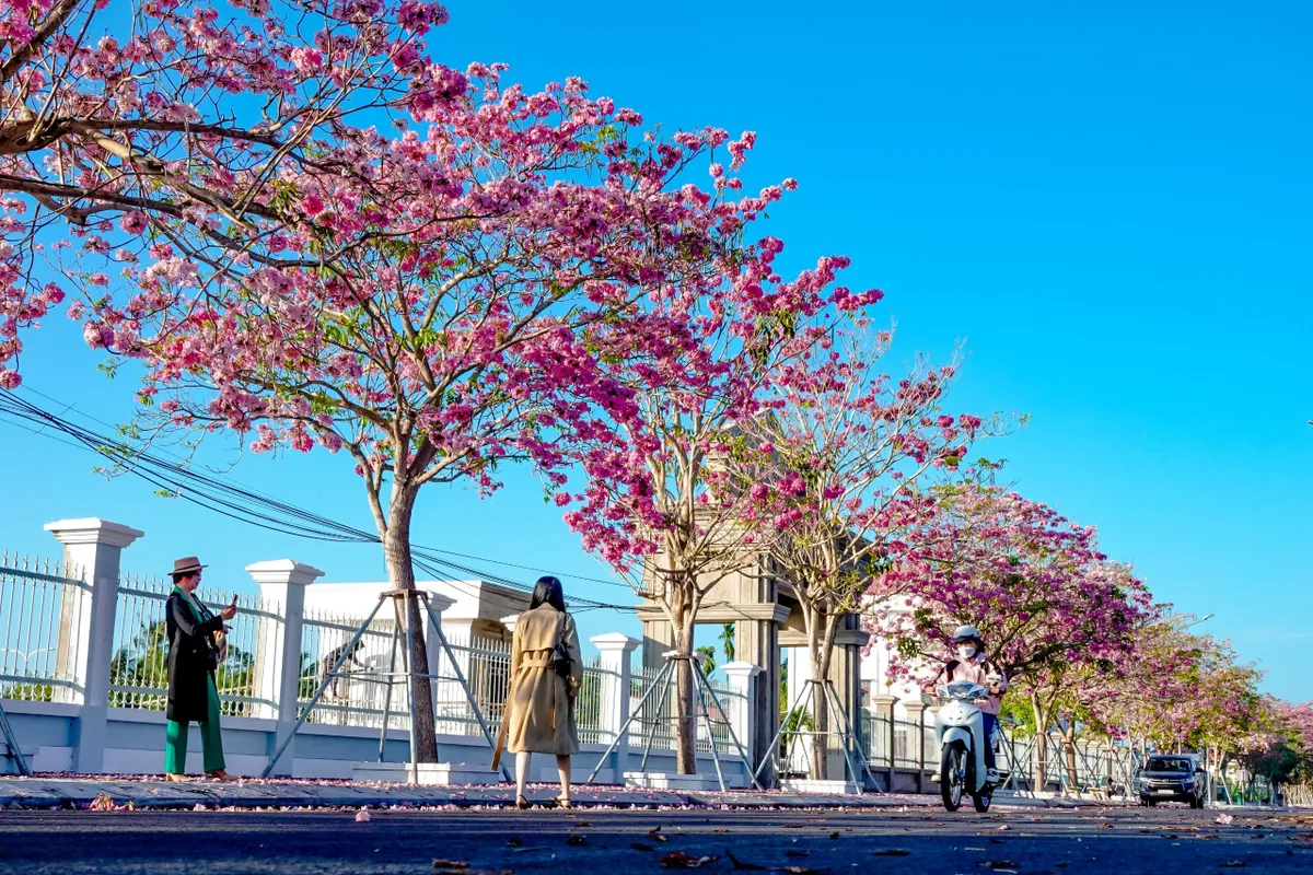 H&uacute;t hồn với vẻ đẹp của đường hoa k&egrave;n hồng đẹp nhất miền T&acirc;y - Ảnh 7.