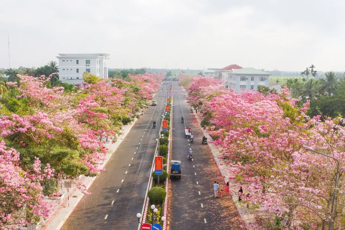 H&uacute;t hồn với vẻ đẹp của đường hoa k&egrave;n hồng đẹp nhất miền T&acirc;y - Ảnh 2.