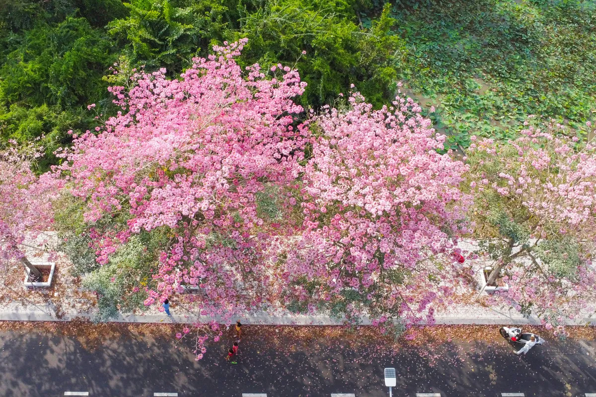 H&uacute;t hồn với vẻ đẹp của đường hoa k&egrave;n hồng đẹp nhất miền T&acirc;y - Ảnh 1.