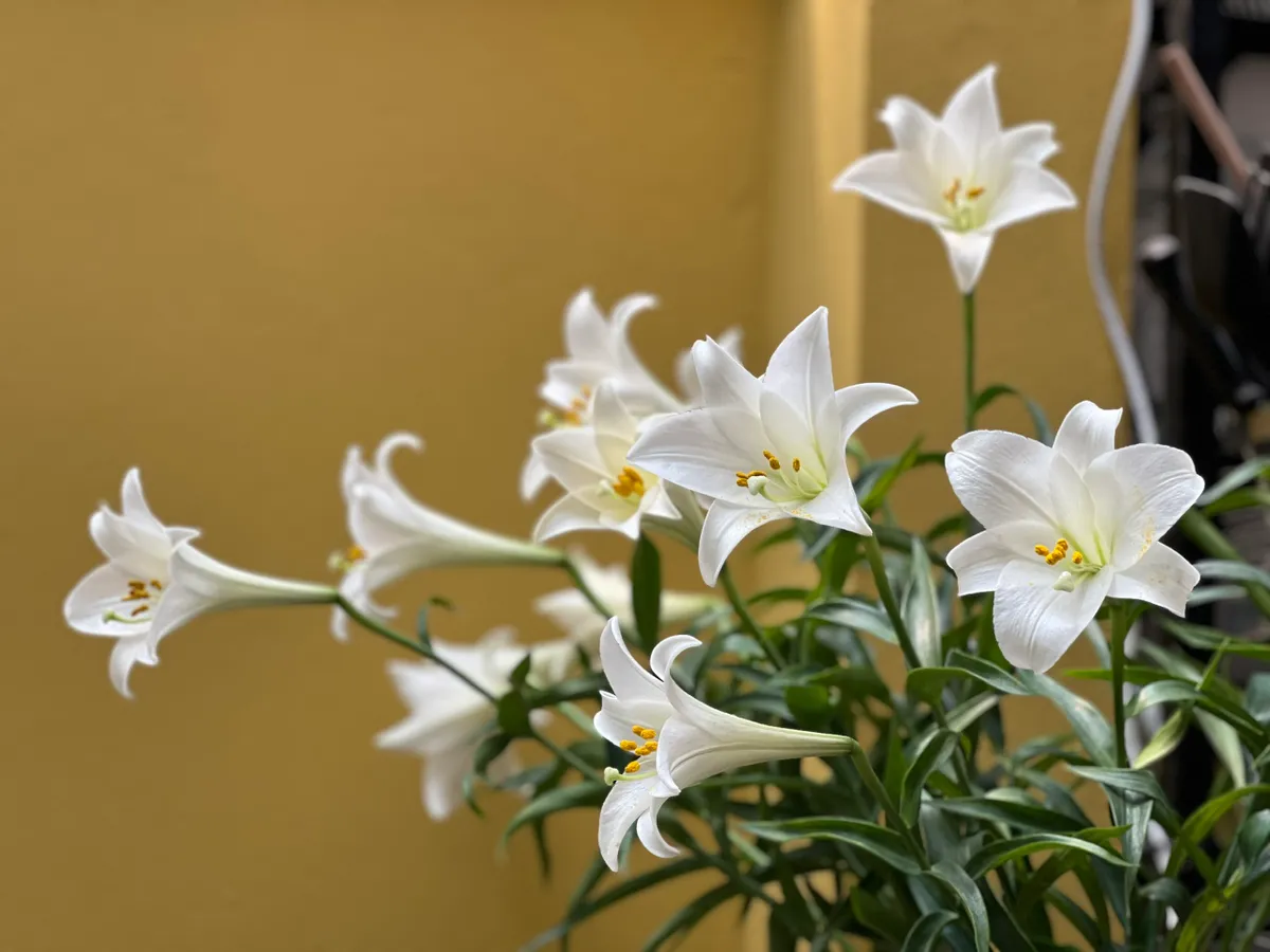 Ch&agrave;o th&aacute;ng tư - Ảnh 5.