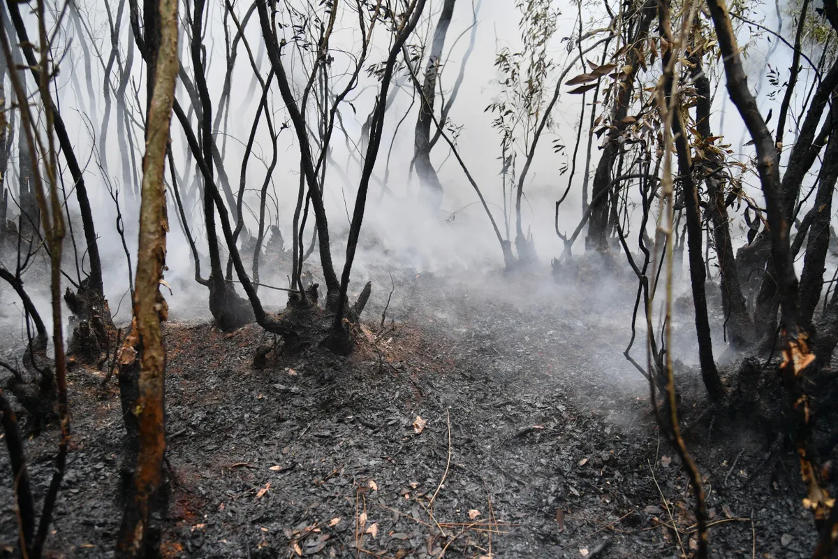Ki&ecirc;n Giang: Kịp thời dập tắt li&ecirc;n tiếp 2 vụ ch&aacute;y rừng - Ảnh 1.