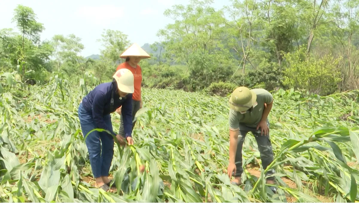 Hà Giang: Mưa dông, gió lốc gây thiệt hại trên 6 tỷ đồng - Ảnh 2.