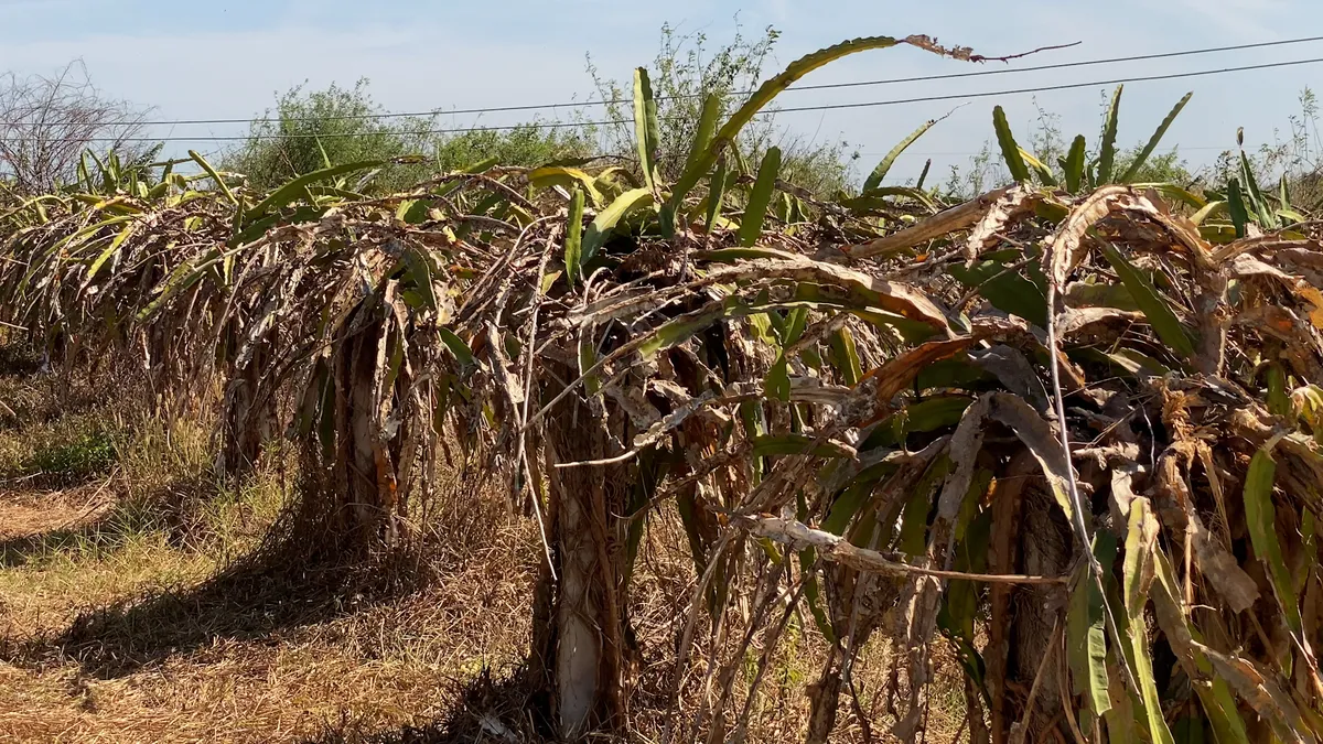 B&igrave;nh Thuận: C&aacute;c hồ chứa nước cạn kh&ocirc;, h&agrave;ng trăm hộ d&acirc;n đang &ldquo;kh&aacute;t nước&rdquo;  - Ảnh 10.