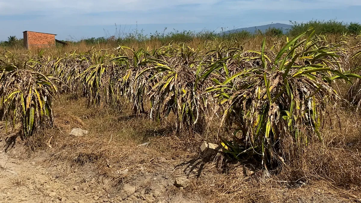 B&igrave;nh Thuận: C&aacute;c hồ chứa nước cạn kh&ocirc;, h&agrave;ng trăm hộ d&acirc;n đang &ldquo;kh&aacute;t nước&rdquo;  - Ảnh 11.
