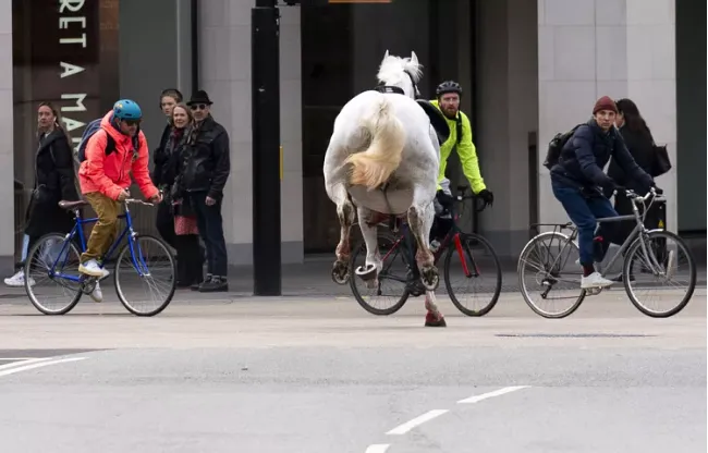 Ngựa kỵ binh Ho&agrave;ng gia Anh chạy loạn ở London khiến 4 người bị thương - Ảnh 6.