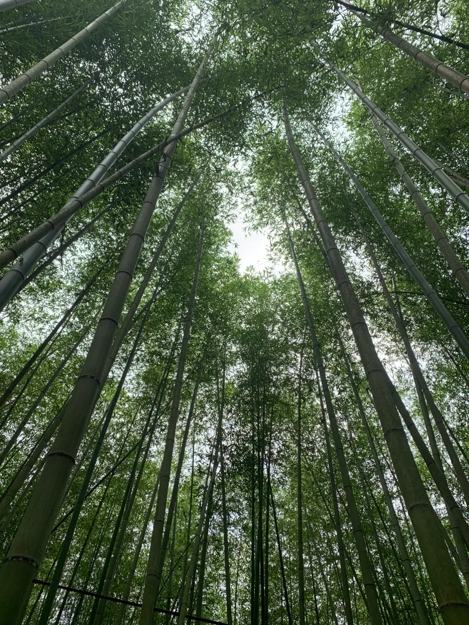 Đến Cao Bằng mùa hoa lê - Ảnh 11.