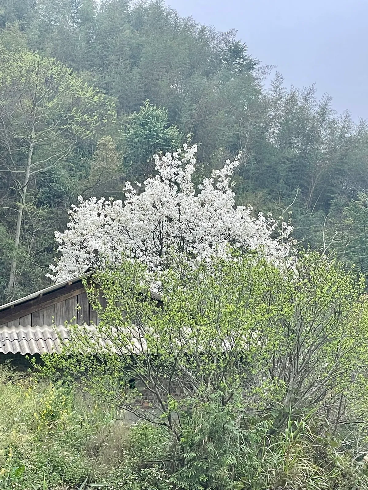 Đến Cao Bằng mùa hoa lê - Ảnh 2.