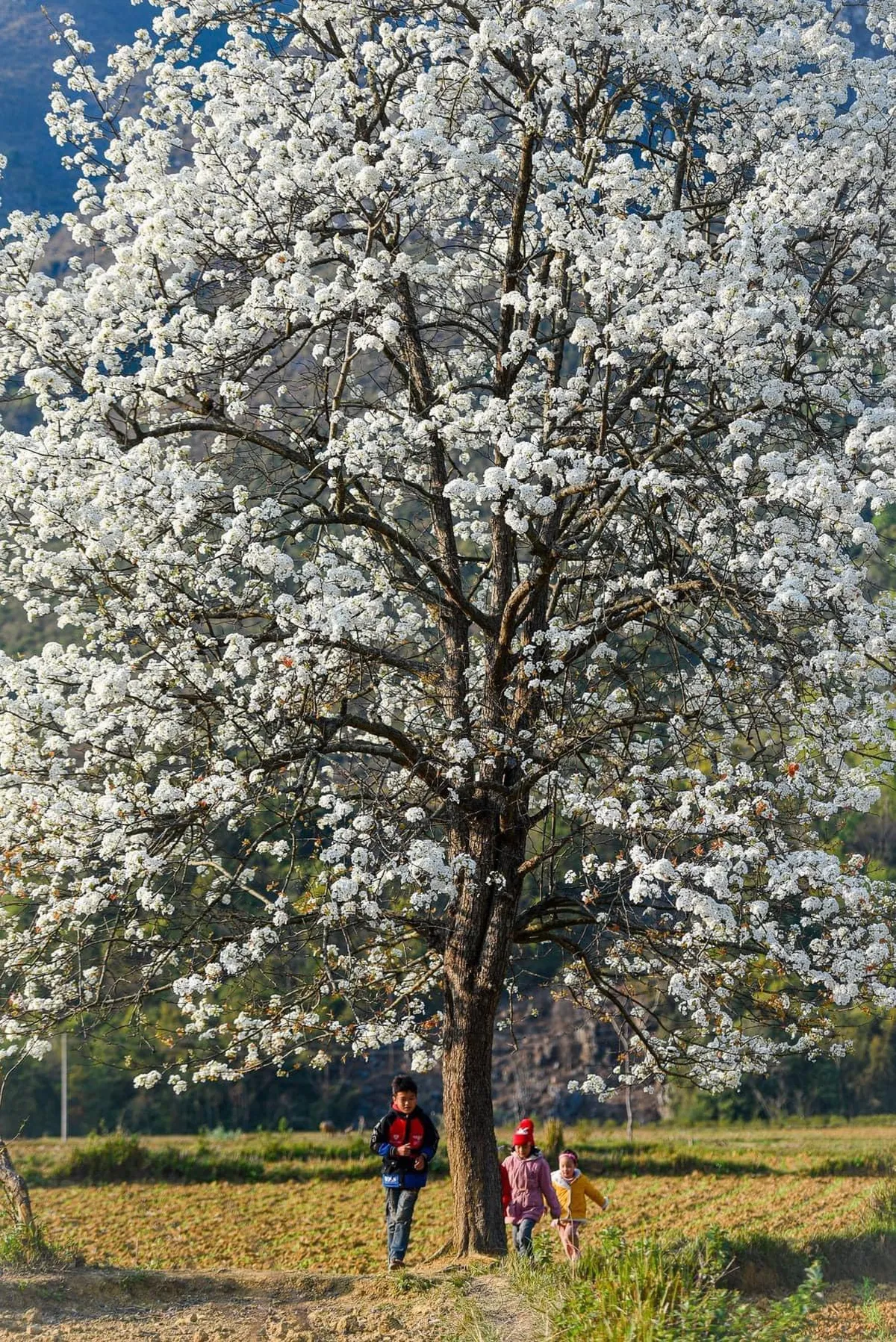 Đến Cao Bằng mùa hoa lê - Ảnh 3.