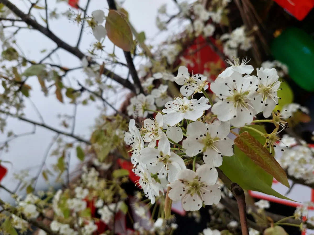 Đến Cao Bằng mùa hoa lê - Ảnh 5.