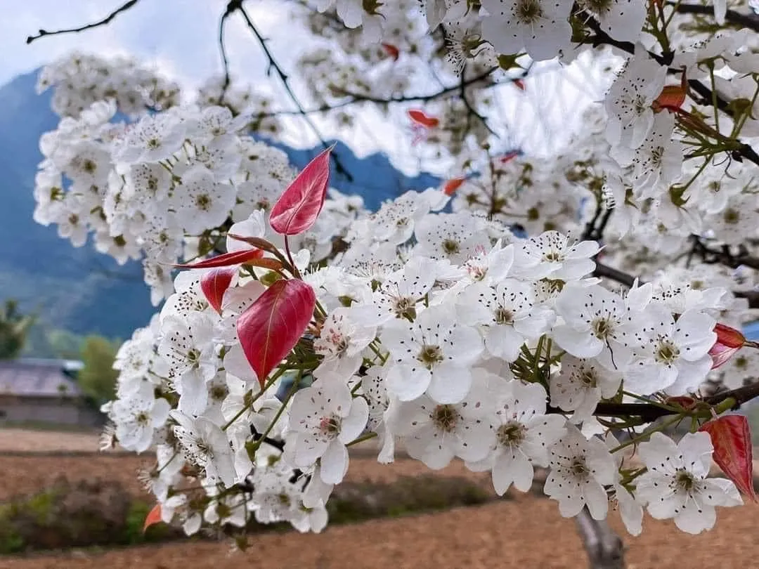 Đến Cao Bằng mùa hoa lê - Ảnh 6.