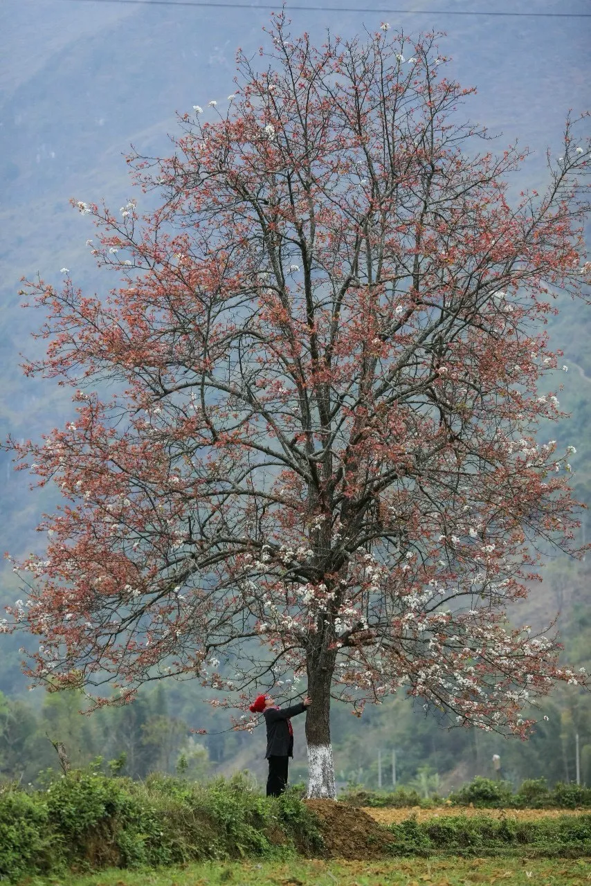 Đến Cao Bằng mùa hoa lê - Ảnh 7.