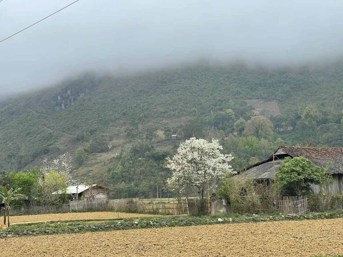 Đến Cao Bằng mùa hoa lê - Ảnh 1.