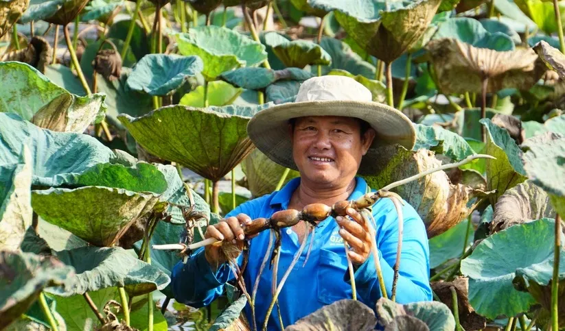 Sản phẩm từ sen rộng đường xuất khẩu - Ảnh 1.