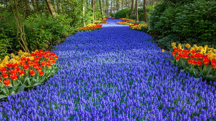 Keukenhof - vườn xuân đẹp nhất thế giới - Ảnh 1.