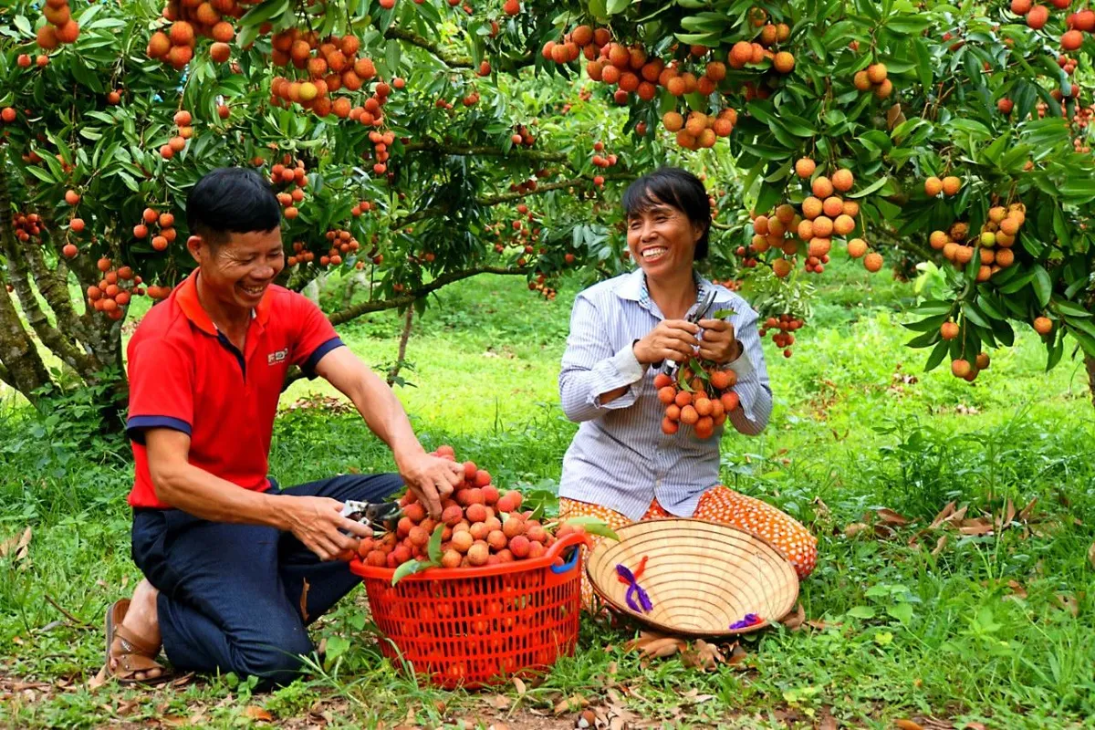 Bắc Giang xúc tiến tiêu thụ vải thiều - Ảnh 1.