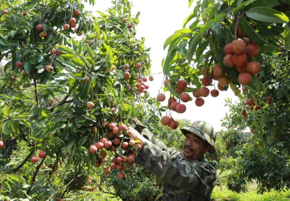 Vải chín sớm được giá, nông dân lãi cao - Ảnh 1.