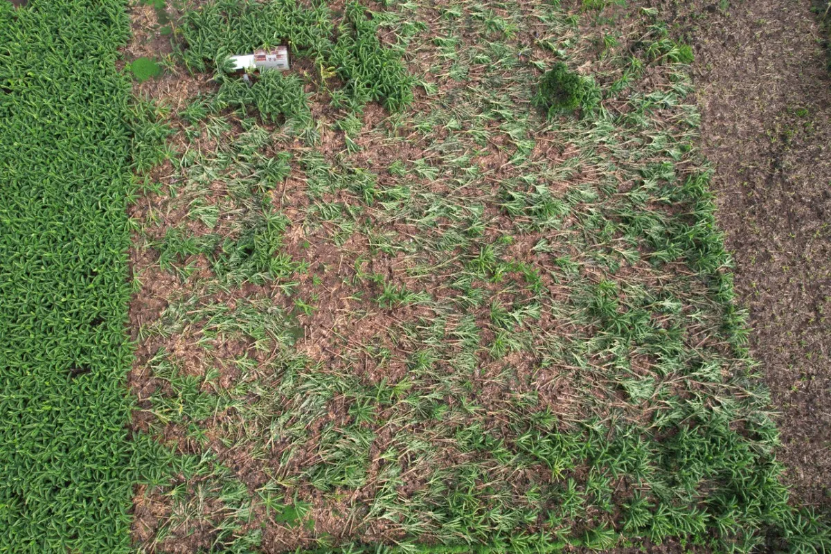 Đồng Nai:  Hơn 145 ha chuối bị g&atilde;y đổ do mưa lớn, n&ocirc;ng d&acirc;n thiệt hại nặng - Ảnh 4.