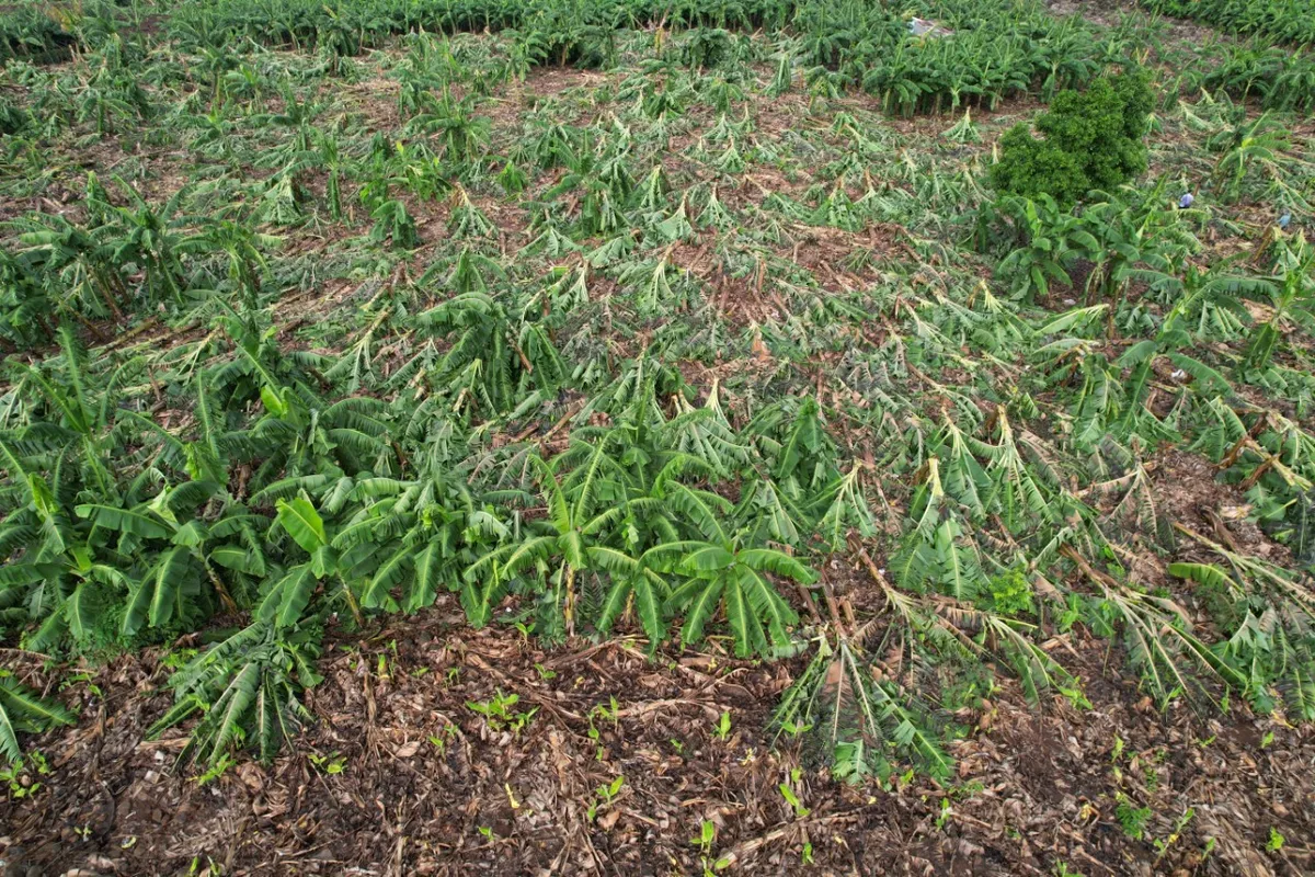 Đồng Nai:  Hơn 145 ha chuối bị g&atilde;y đổ do mưa lớn, n&ocirc;ng d&acirc;n thiệt hại nặng - Ảnh 1.