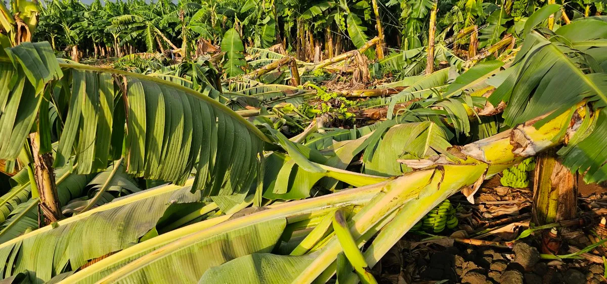 Đồng Nai:  Hơn 145 ha chuối bị g&atilde;y đổ do mưa lớn, n&ocirc;ng d&acirc;n thiệt hại nặng - Ảnh 3.