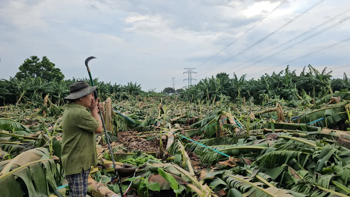 Đồng Nai:  Hơn 145 ha chuối bị g&atilde;y đổ do mưa lớn, n&ocirc;ng d&acirc;n thiệt hại nặng - Ảnh 2.
