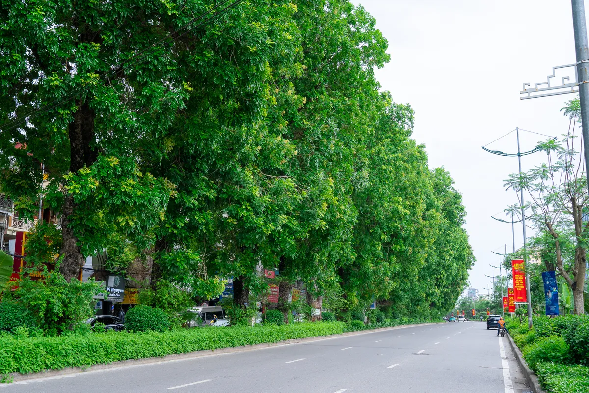 Hình ảnh hàng xà cừ cổ thụ xanh mát trên đường Láng - Ảnh 1.