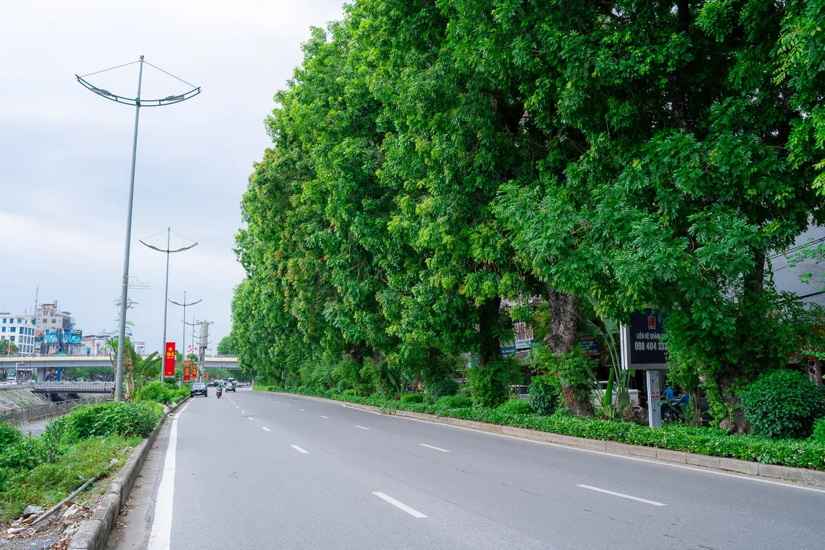 Hình ảnh hàng xà cừ cổ thụ xanh mát trên đường Láng - Ảnh 10.
