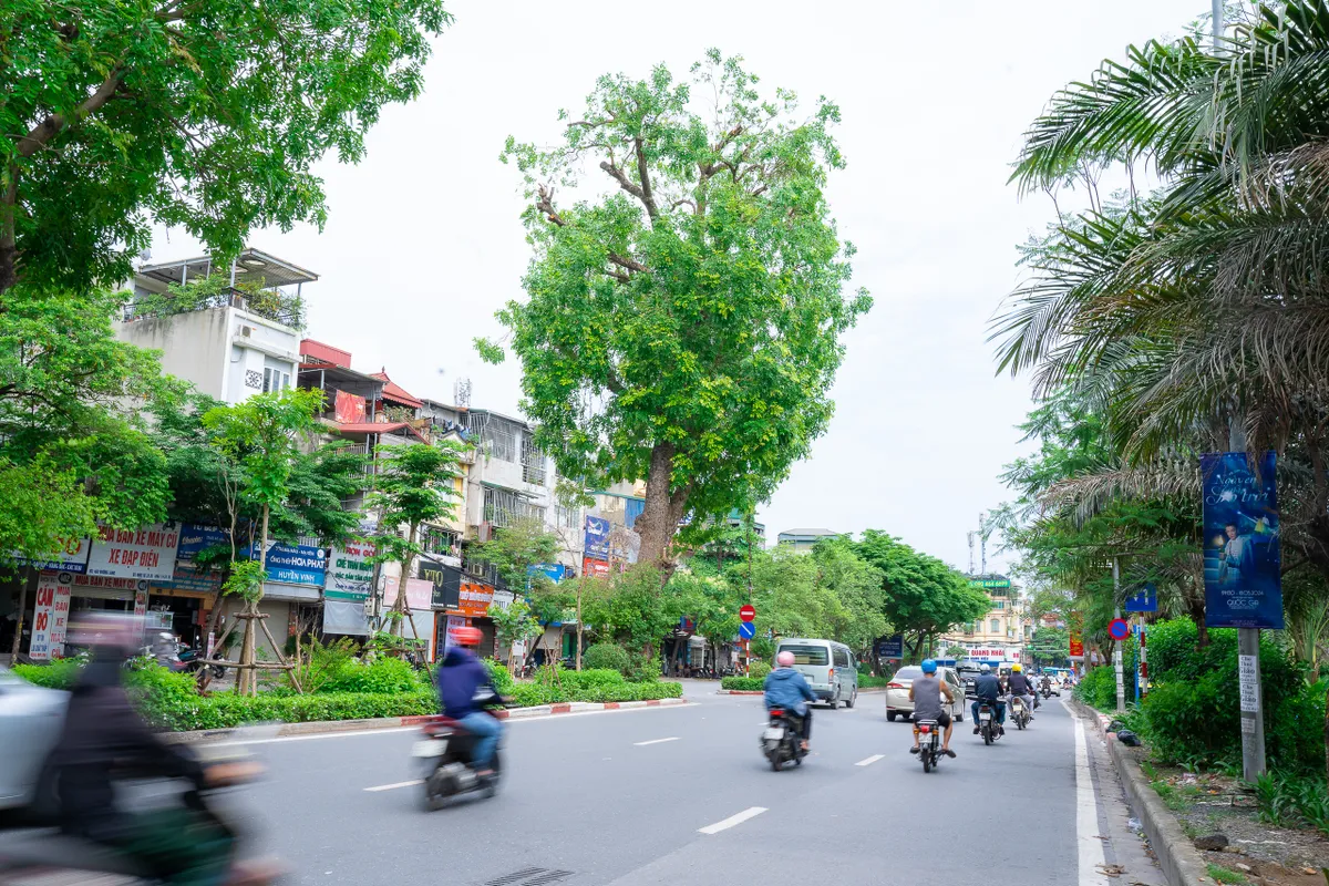 Hình ảnh hàng xà cừ cổ thụ xanh mát trên đường Láng - Ảnh 12.