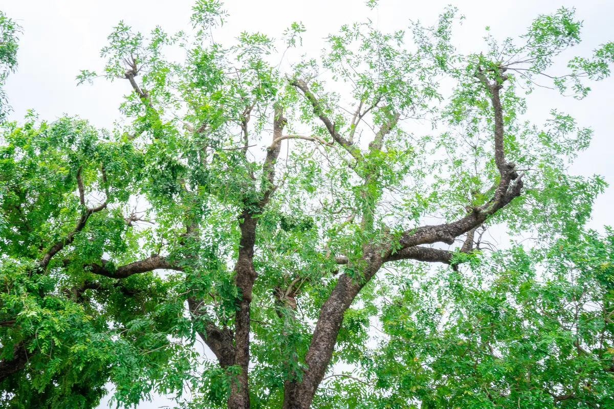 Hình ảnh hàng xà cừ cổ thụ xanh mát trên đường Láng - Ảnh 3.