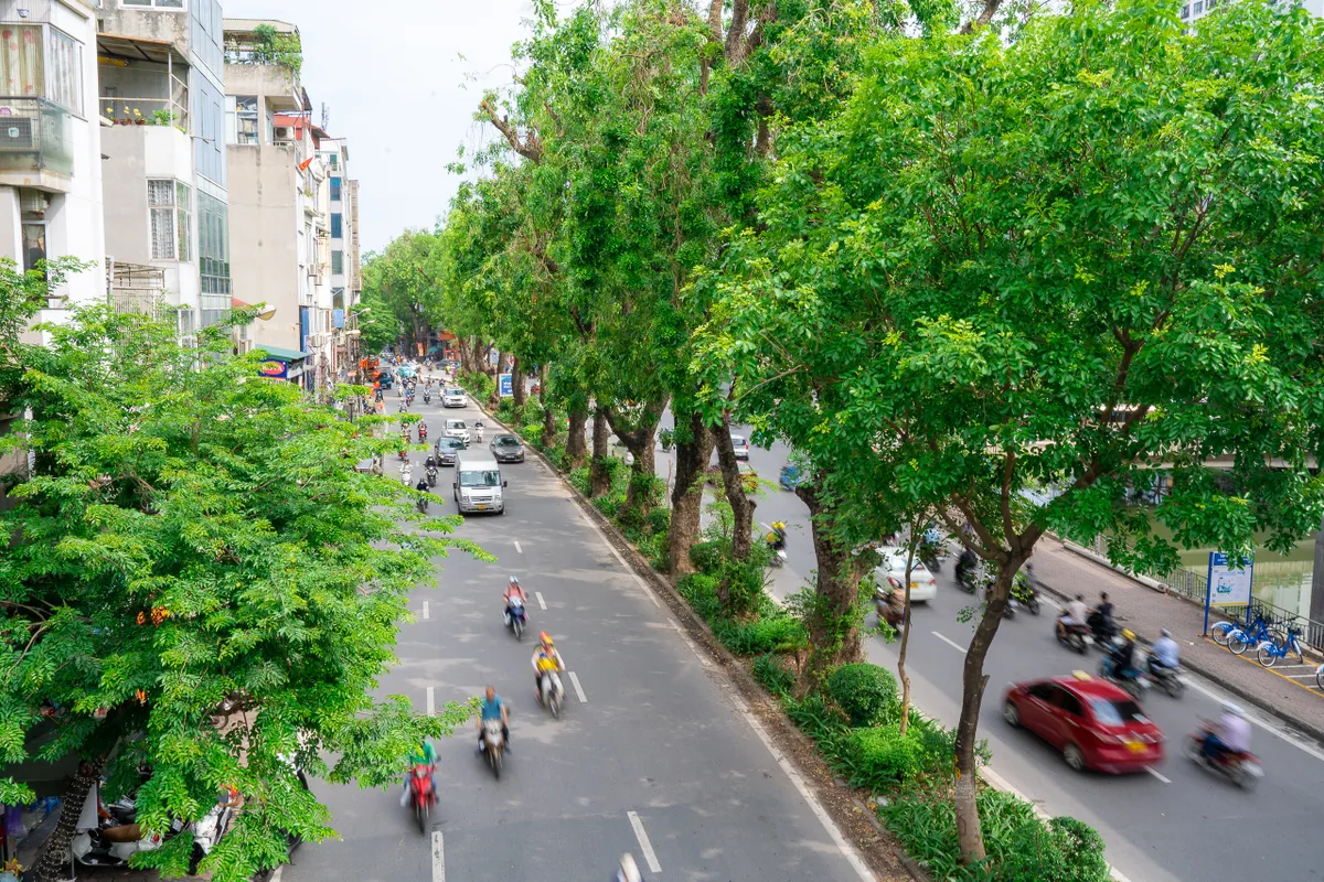 Hình ảnh hàng xà cừ cổ thụ xanh mát trên đường Láng - Ảnh 8.