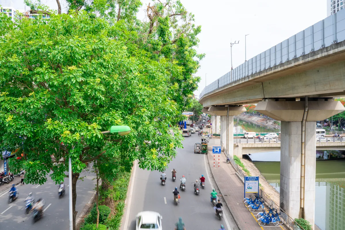 Hình ảnh hàng xà cừ cổ thụ xanh mát trên đường Láng - Ảnh 11.