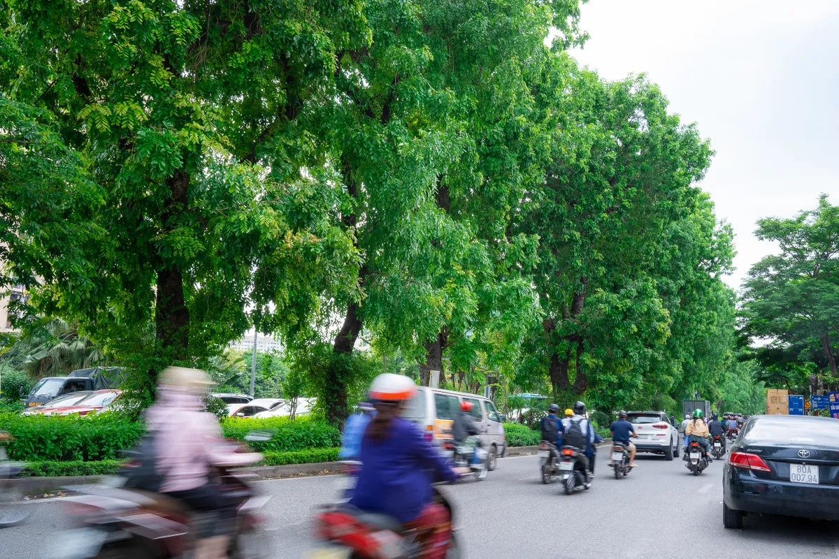 Hình ảnh hàng xà cừ cổ thụ xanh mát trên đường Láng - Ảnh 6.
