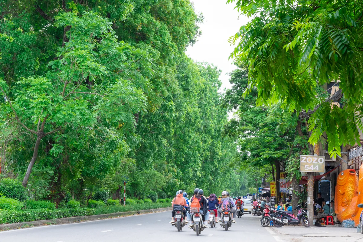 Hình ảnh hàng xà cừ cổ thụ xanh mát trên đường Láng - Ảnh 9.