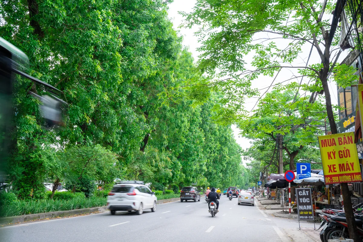 Hình ảnh hàng xà cừ cổ thụ xanh mát trên đường Láng - Ảnh 2.