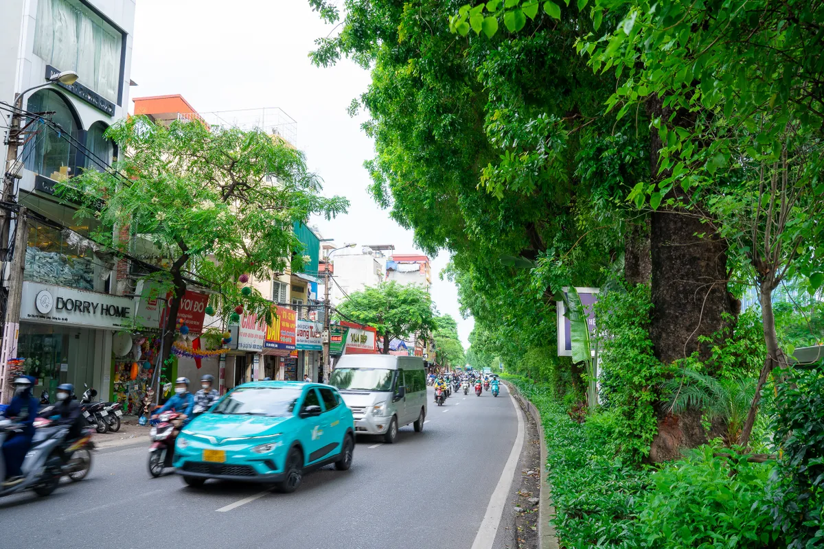 Hình ảnh hàng xà cừ cổ thụ xanh mát trên đường Láng - Ảnh 7.