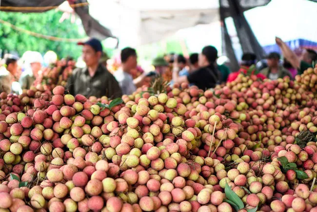 Vải Thanh Hà tấp nập lên đường xuất khẩu - Ảnh 1.