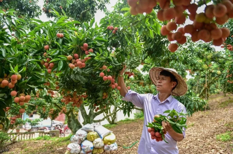 Vải thiều được giá vì... mất mùa? - Ảnh 1.