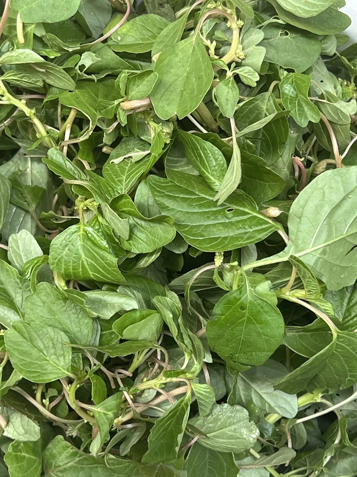 Canh tập tàng: Hương vị mát lành - Ảnh 2.