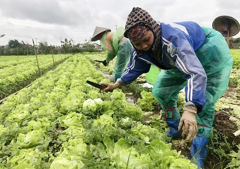Nghịch lý thị trường rau mùa nắng hạn - Ảnh 1.