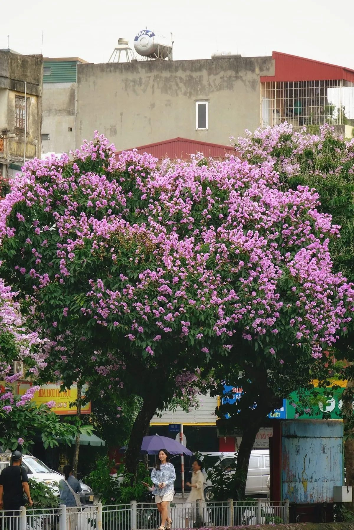 Hoa Bằng lăng nở rộ - Ảnh 9.