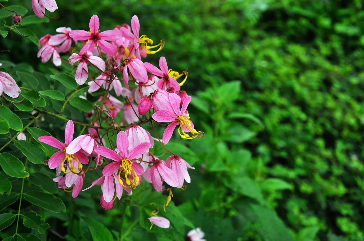 Hoa đào nở hồng rực rỡ trên Vườn quốc gia Cát Tiên - Ảnh 2.