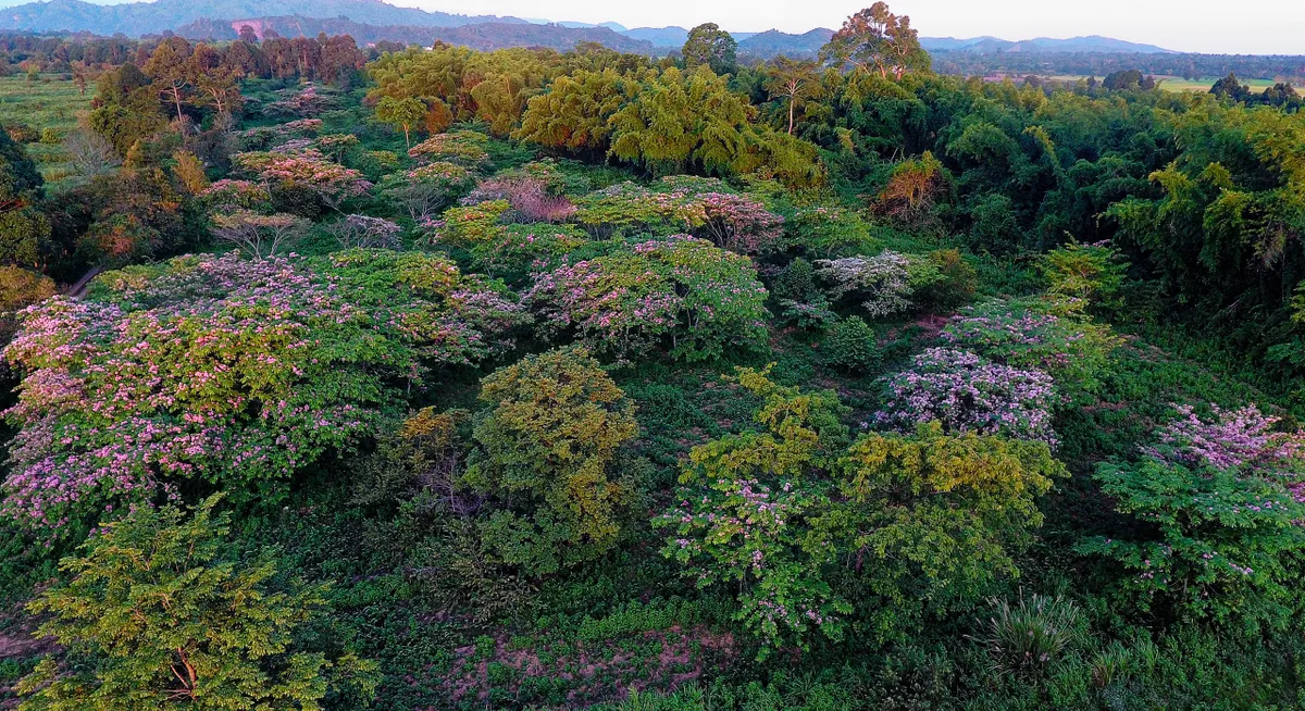 Hoa đào nở hồng rực rỡ trên Vườn quốc gia Cát Tiên - Ảnh 4.